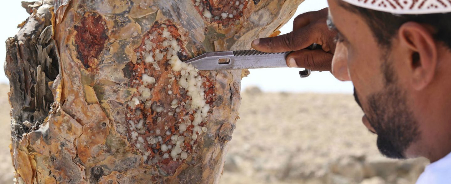 Al Baleed Resort Salalah by Anantara - collecting frankincense resin__1