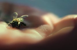 World Bee Day__4