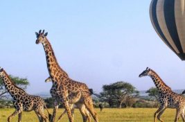 Roar Africa and Emirates Hot Air Ballooning__5