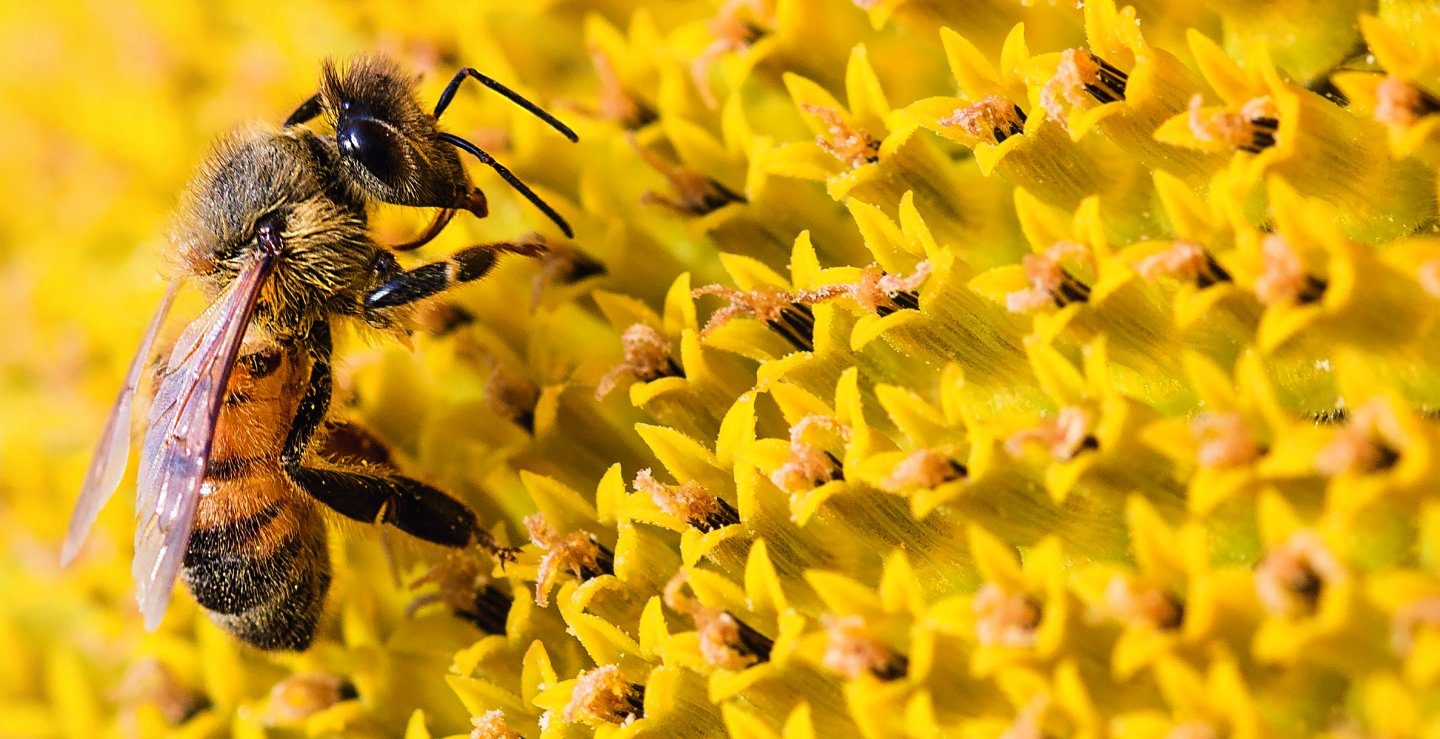 Guerlain Bee Day__2